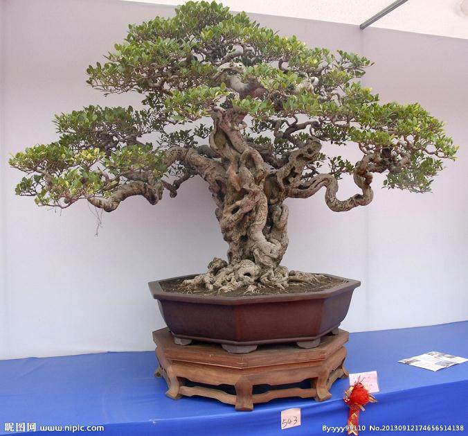 黄杨盆景怎样移栽成活率高?