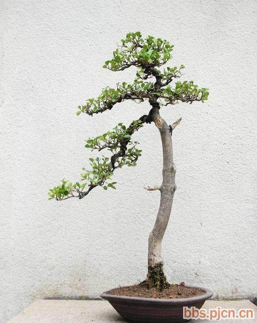 黄杨盆景对土壤要求不严格沙土壤土都能种植