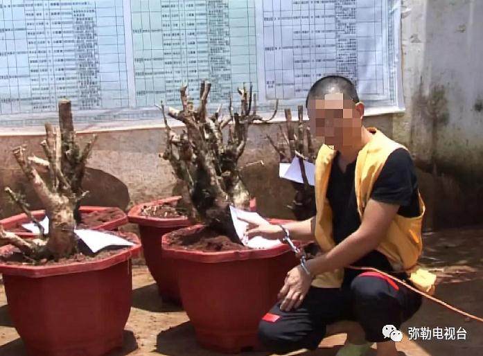 曲靖市黄杨盆景被盗 森林公安局成功抓获