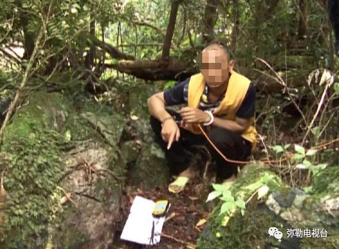 曲靖市黄杨盆景被盗 森林公安局成功抓获