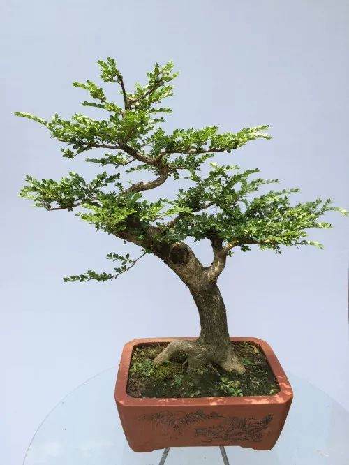 制作黄杨盆景的6个步骤