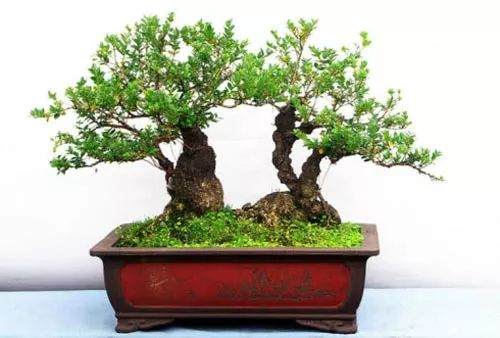 制作黄杨盆景的6个步骤