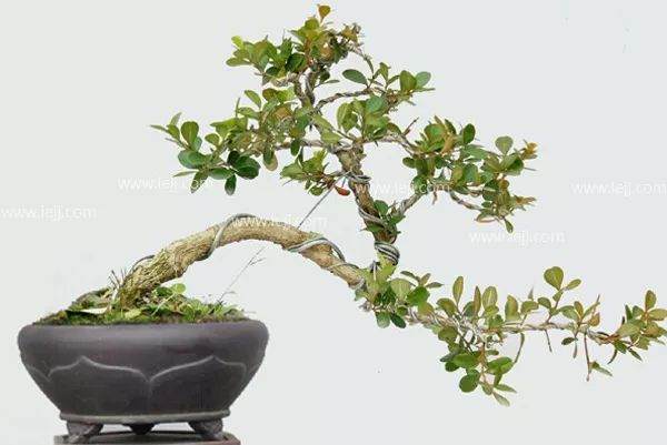 制作黄杨盆景的6个步骤