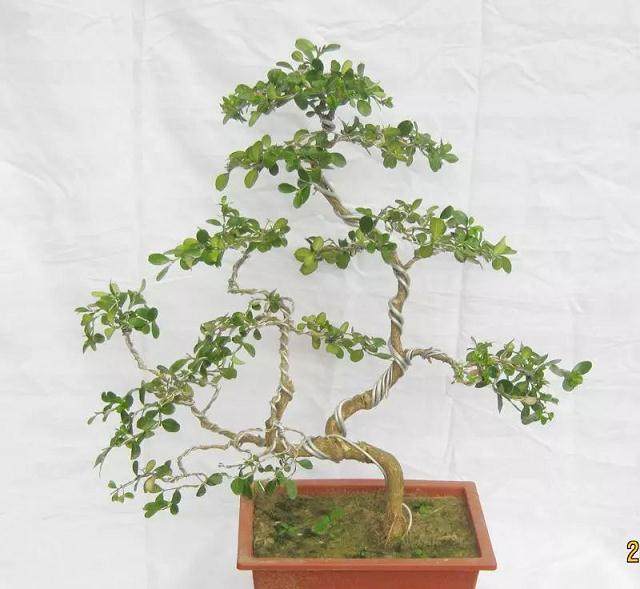 制作黄杨盆景的6个步骤