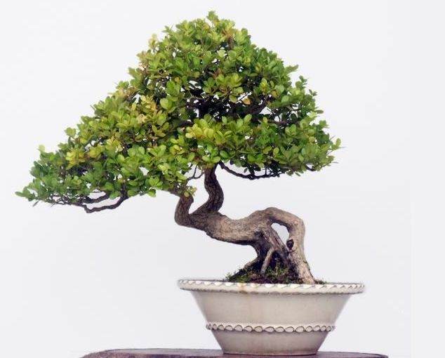 制作黄杨盆景的6个步骤