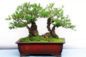 春季萌芽前怎么修剪黄杨老桩盆景 图片