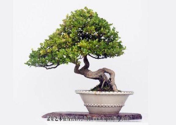 上海崇明港沿镇黄杨盆景协会第一次会员代表大会