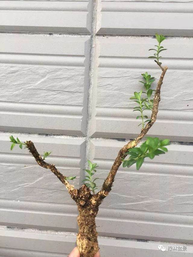 我给黄杨下山桩 设计了9种造型图片