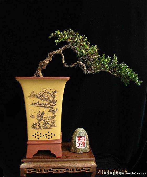 小叶黄杨盆景的养法