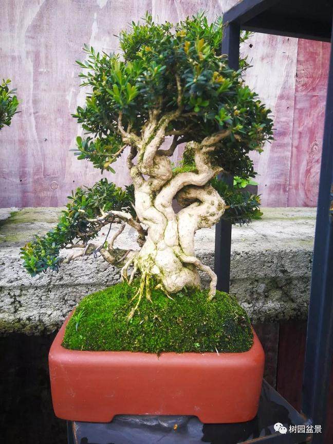 图解 黄杨盆景米叶雀舌和皱皮雀舌的区别