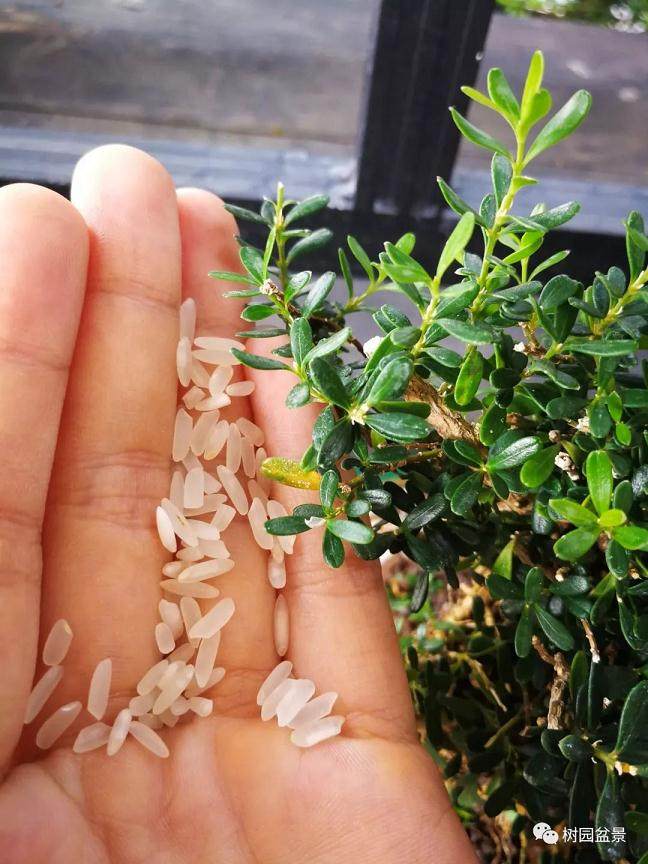 图解 黄杨盆景米叶雀舌和皱皮雀舌的区别