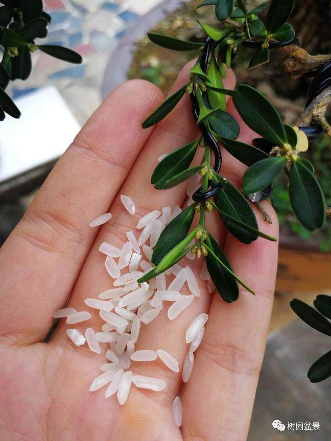 图解 黄杨盆景米叶雀舌和皱皮雀舌的区别