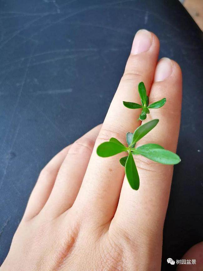 图解 黄杨盆景米叶雀舌和皱皮雀舌的区别