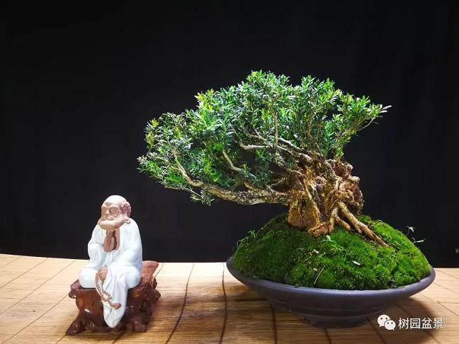 图解 黄杨盆景米叶雀舌和皱皮雀舌的区别