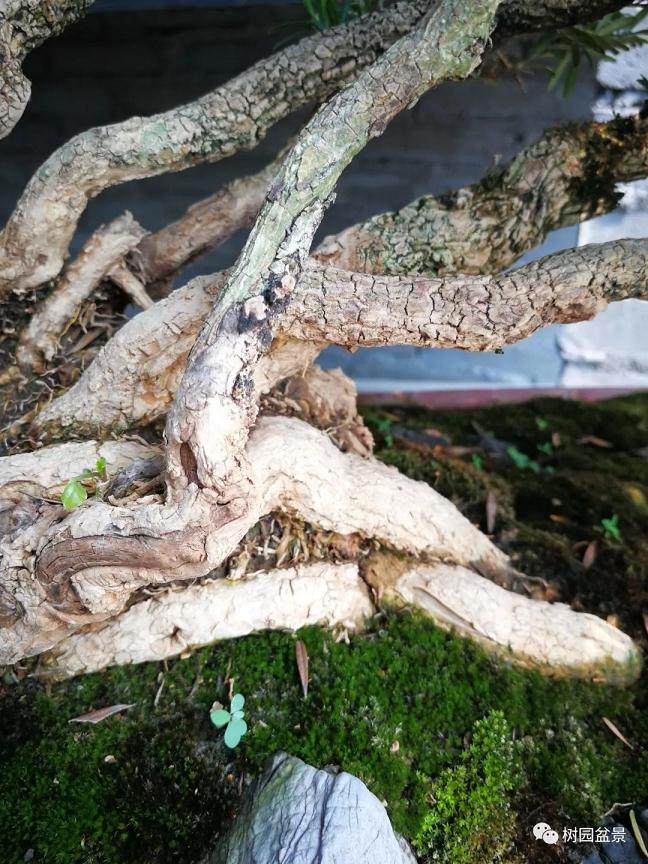 图解 黄杨盆景米叶雀舌和皱皮雀舌的区别