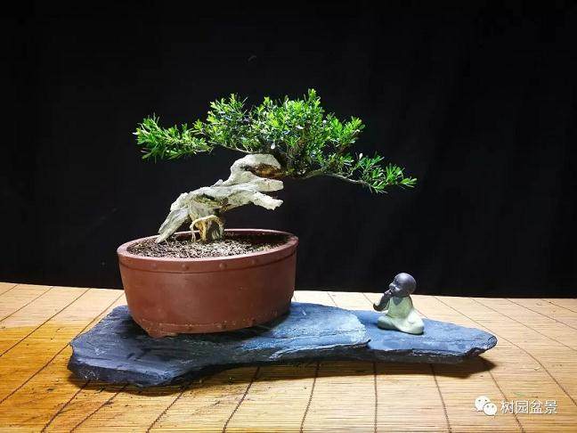 图解 黄杨盆景米叶雀舌和皱皮雀舌的区别