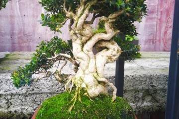 图解 黄杨盆景米叶雀舌和皱皮雀舌的区别