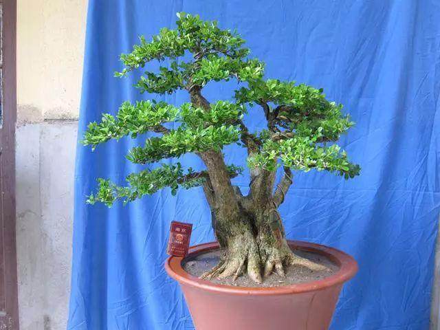 实用：瓜子黄杨盆景的栽培、制作、养护方法