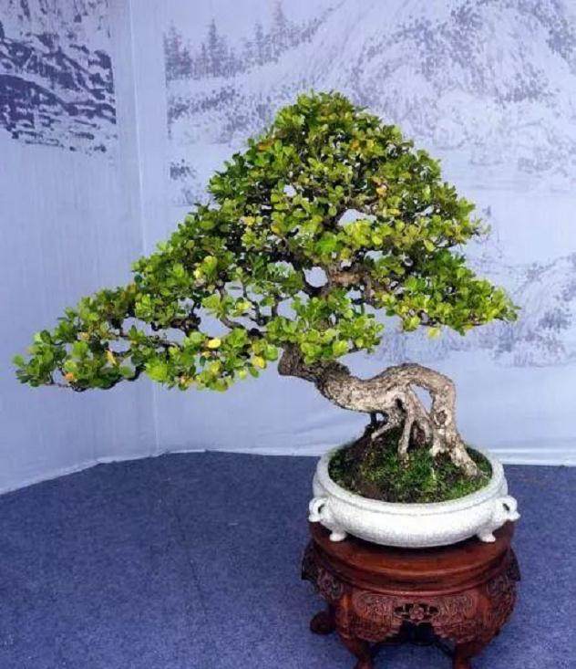 实用：瓜子黄杨盆景的栽培、制作、养护方法