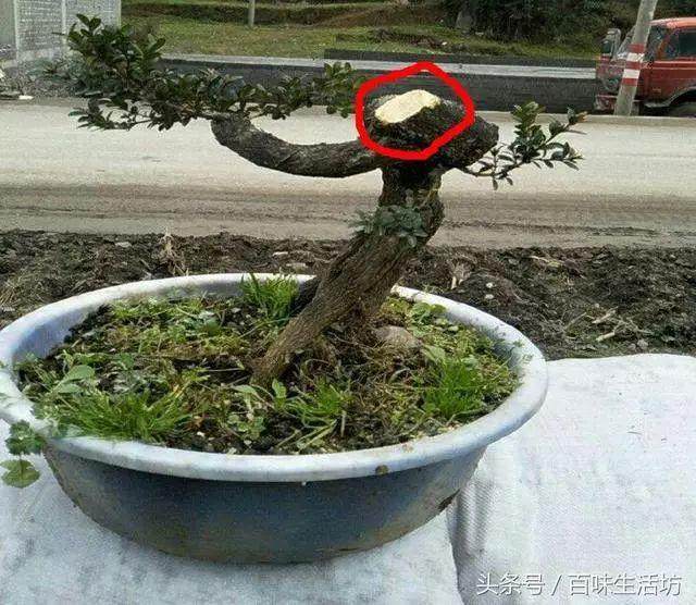 实用：瓜子黄杨盆景的栽培、制作、养护方法