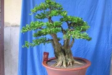 瓜子黄杨盆景的栽培 制作 养护方法