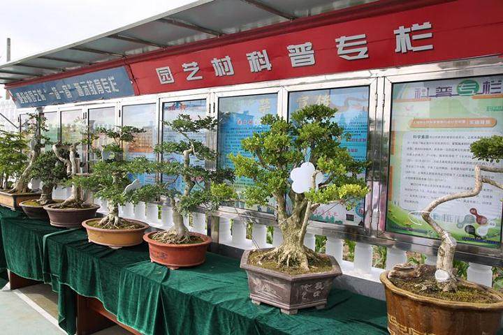 崇明谁家黄杨盆景最美?答案就在这里