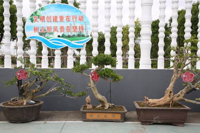 崇明谁家黄杨盆景最美?答案就在这里