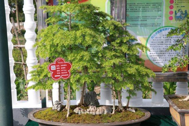 崇明谁家黄杨盆景最美?答案就在这里