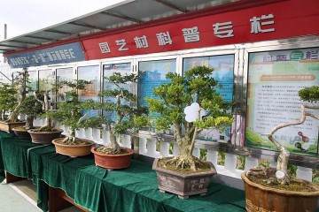 崇明谁家黄杨盆景最美？答案就在这里