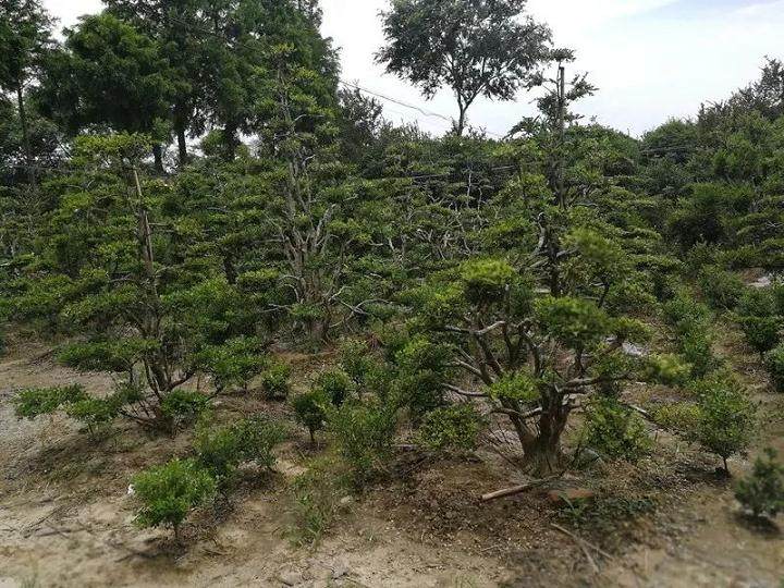 上海植物园领导赴港沿镇调研黄杨盆景资源