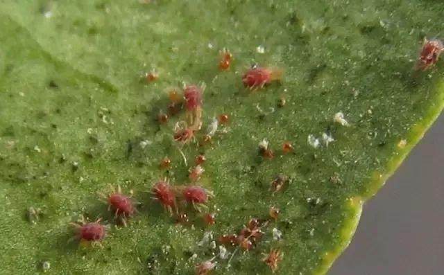 黄杨盆景变白杨 叶螨的病虫害防治