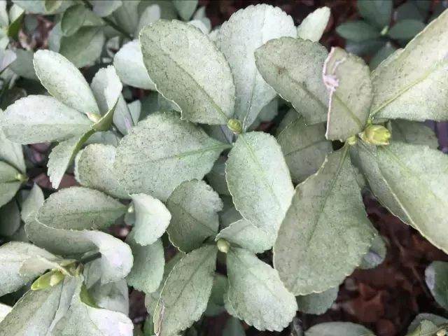 黄杨盆景变白杨 叶螨的病虫害防治