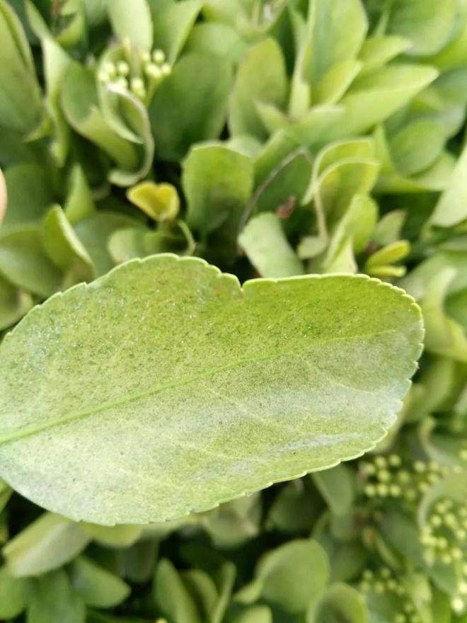 黄杨盆景变白杨 叶螨的病虫害防治