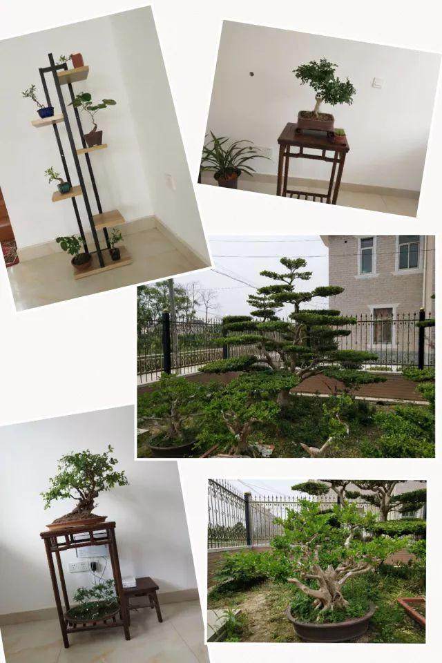 竖新镇举办崇明黄杨盆景造型设计大赛