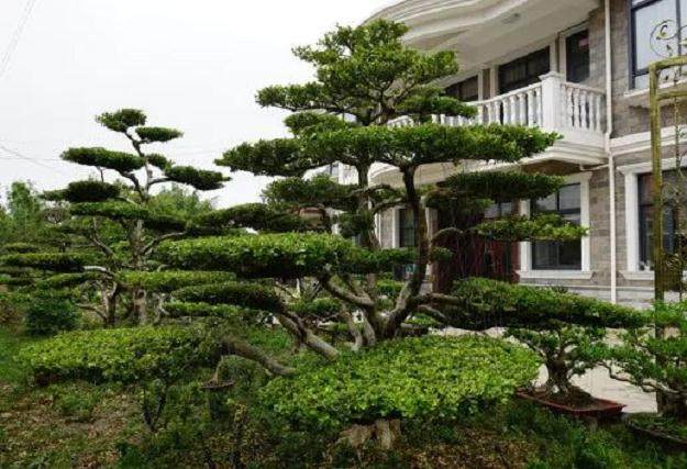 竖新镇举办崇明黄杨盆景造型设计大赛