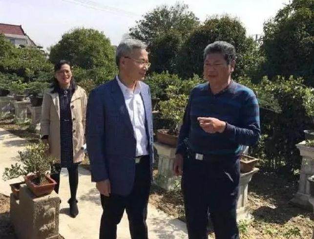 崇明的黄杨盆景种植面积约1300多亩