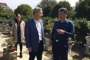 崇明的黄杨盆景种植面积约1300多亩