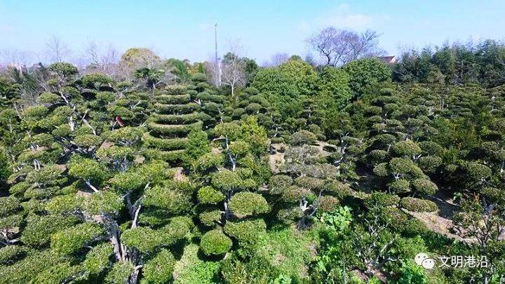 港沿镇立足产业之基 打响黄杨盆景品牌