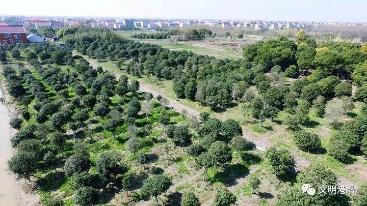 港沿镇立足产业之基 打响黄杨盆景品牌