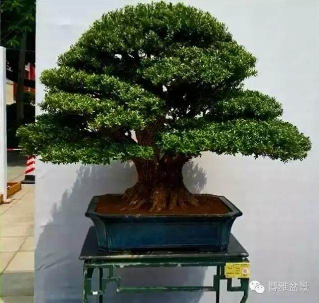 河北望都 小叶黄杨盆景的价跌量不减