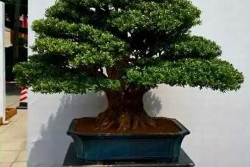 河北望都 小叶黄杨盆景的价跌量不减