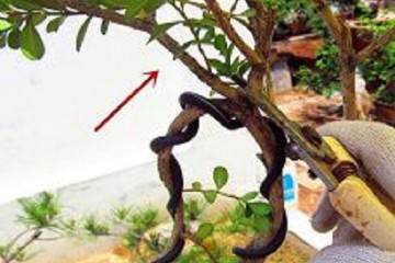 图解 黄杨双干文人树盆景的制作 10幅