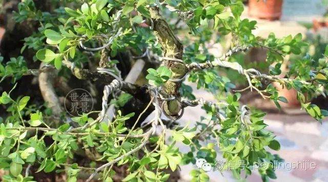 图解 连体黄杨老桩盆景的制作过程