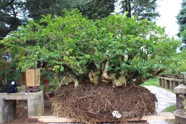 图解 连体黄杨老桩盆景的制作过程