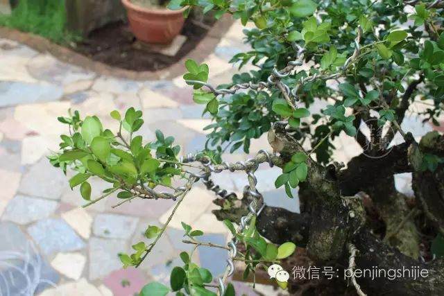 图解 连体黄杨老桩盆景的制作过程