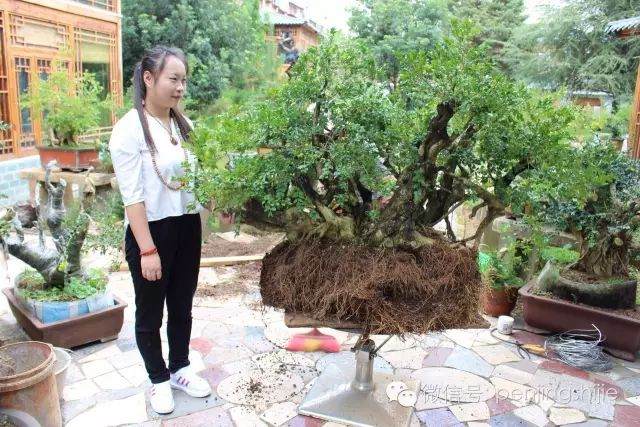 图解 连体黄杨老桩盆景的制作过程