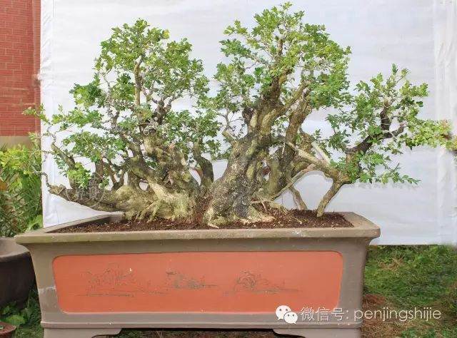 图解 连体大叶黄杨老桩盆景的制作过程