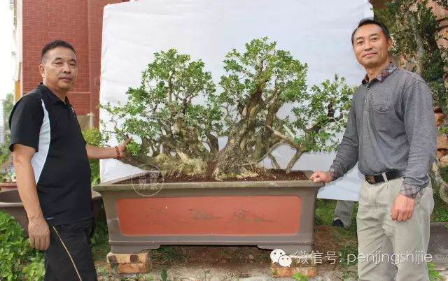 图解 连体大叶黄杨老桩盆景的制作过程