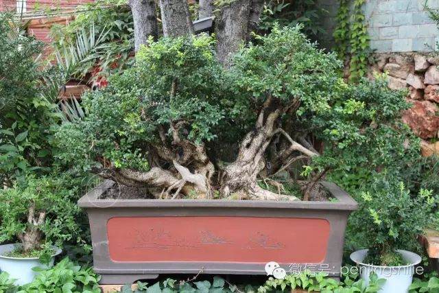 图解 连体大叶黄杨老桩盆景的制作过程