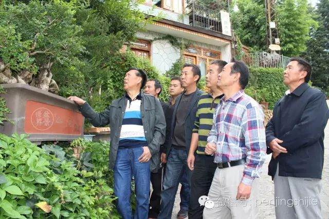 图解 连体大叶黄杨老桩盆景的制作过程